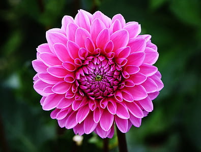 selective focus photo of pink petaled flower thumbnail