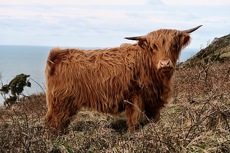 brown domestic yak on grasses during daytime thumbnail