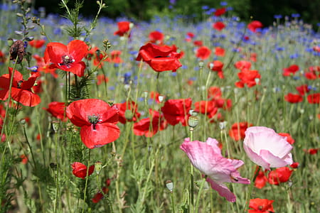 Poppies and other wild flowers in Spring thumbnail