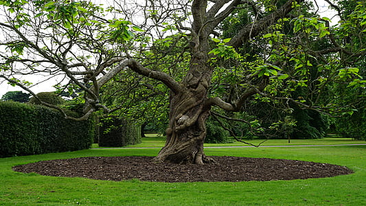 landscape, nature, garden, trees thumbnail