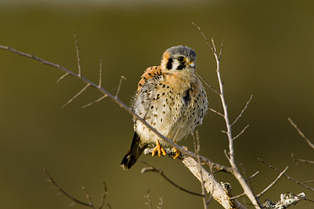 close-up photo of bird on branch of tree thumbnail