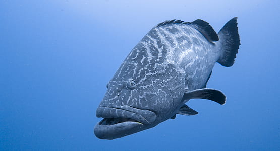 black and gray grouper fish thumbnail
