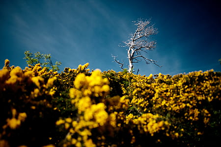 white withered tree on yellow petaled flower field thumbnail