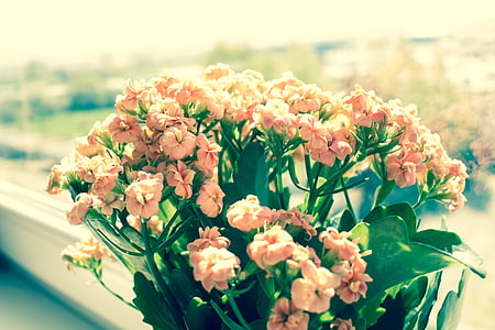 flower thumbnail