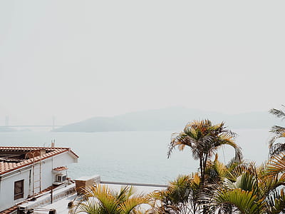 house surrounded with palm trees thumbnail
