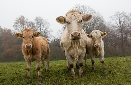 three white and beige cow and calf on green grass field thumbnail