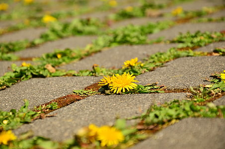 yellow petaled flowers on ground thumbnail