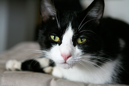 bicolor cat lying on gray cushion thumbnail