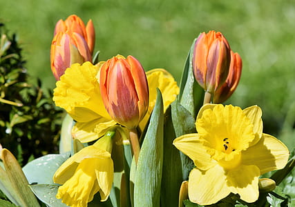 blooming thumbnail