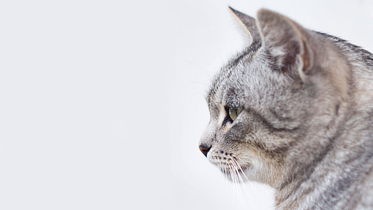 closeup photo of gray caty thumbnail