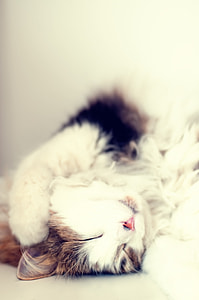 brown and white fur cat sleeping on white surface thumbnail