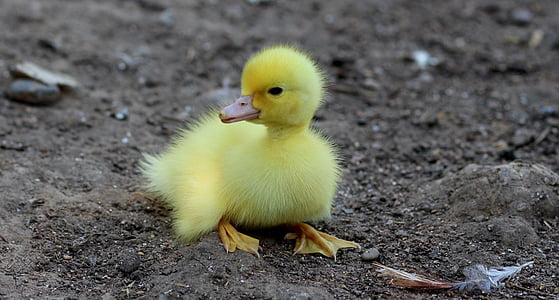 yellow duckling thumbnail