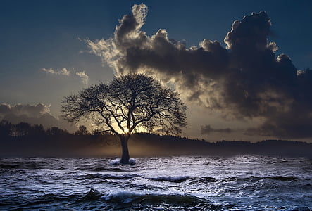 silhouette photo of tree near sea thumbnail