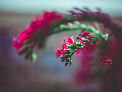 Selective Focus Photography Of Pink Flower thumbnail