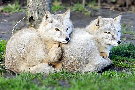 two gray wolf cubs on green lawn grass thumbnail