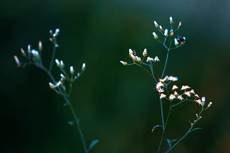Close-up Photo of White Petaled Flowers thumbnail