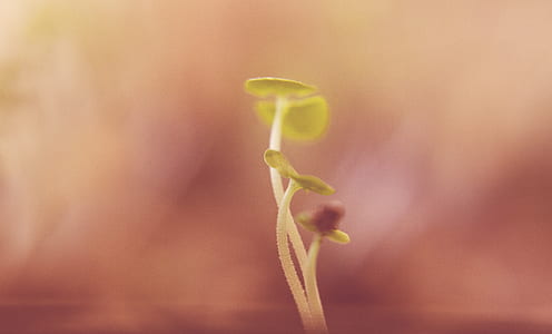 green plant seedlings thumbnail