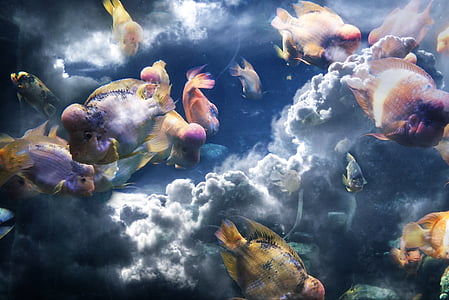 flower horn fish and clouds thumbnail