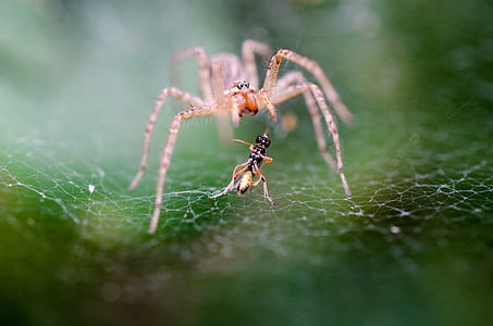 macro photography of brown spider on web thumbnail