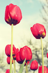 close-up photo of red tulip flowers thumbnail