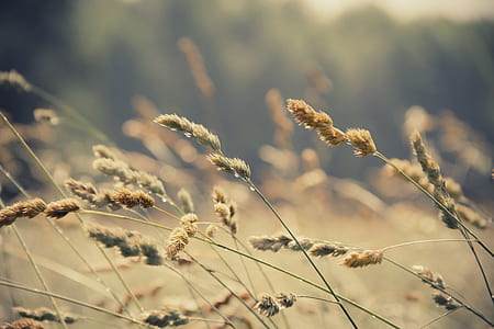 selective focus photography of brown leafed plant thumbnail