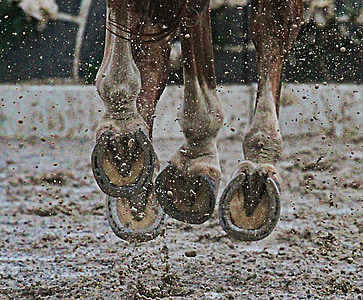 close-up of brown horse with grey horseshoes thumbnail