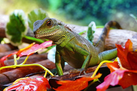 shallow focus of green reptile on red plant thumbnail