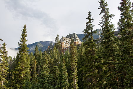 brown house surrounded with pine trees thumbnail