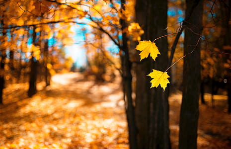 brown maple leaves in tilt photography during daytime thumbnail