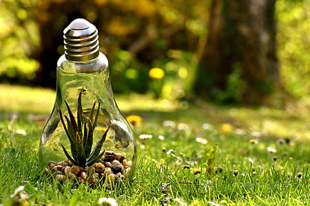 tilt-shift lens photography of lightbulb terrarium thumbnail