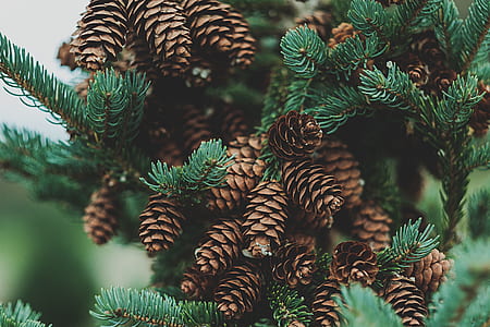 pinecone tree at daytime thumbnail