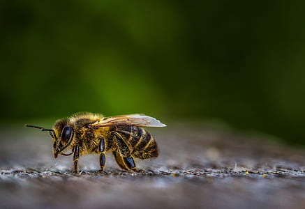 yellow and black honey bee perched on brown surface thumbnail