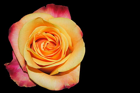 macro photography of yellow rose flower thumbnail