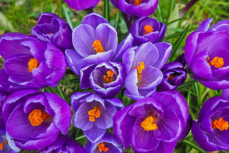 purple flowers thumbnail