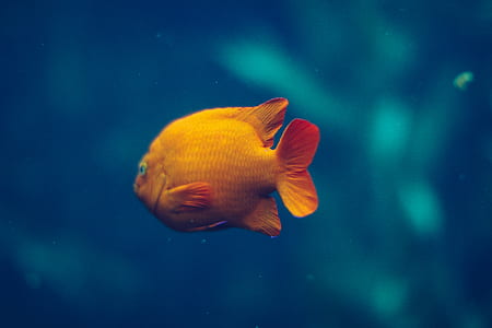 yellow fish thumbnail