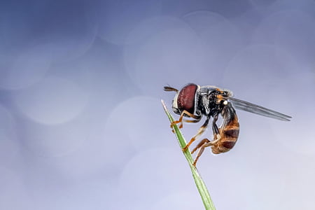 selective focus photography of hoverfly perching on green leaf thumbnail