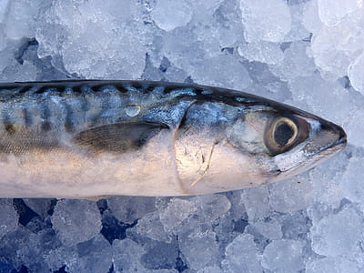 black and gray fish thumbnail