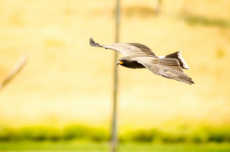 flight, bird, flying, animal thumbnail