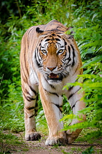 brown and black tiger thumbnail