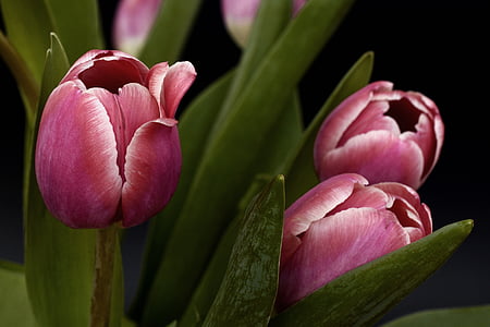 selective focus photography of pink tulip flower thumbnail