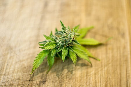 green cannabis on brown textile thumbnail