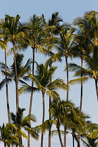 photo of coconut trees thumbnail