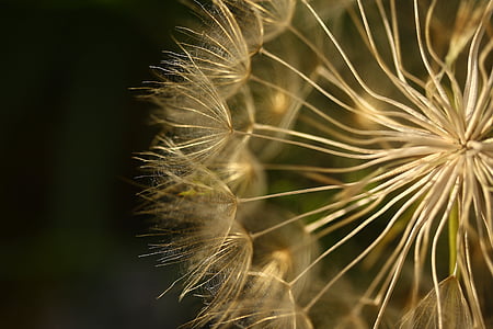 micro photography of white dandelion flower thumbnail