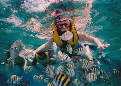 person swimming underwater surrounded by gray-and-black school of fish thumbnail