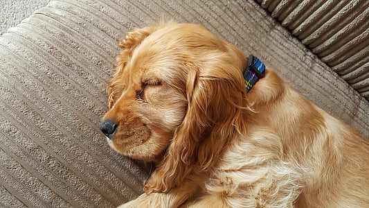 dark English cocker spaniel lying on sofa inside room thumbnail