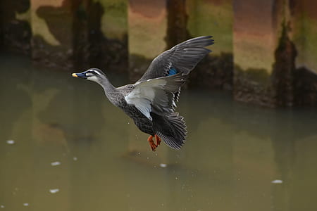 gray duck flying over water thumbnail