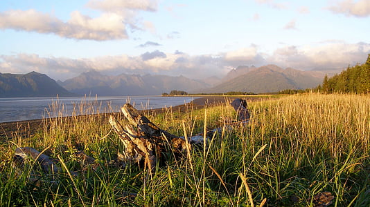 grass field thumbnail