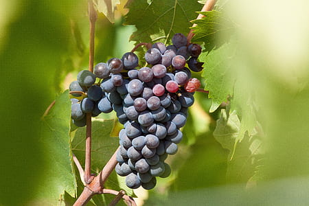 grapes during daytime thumbnail
