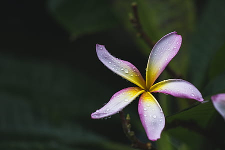 Purple Flower With Water Droplets thumbnail