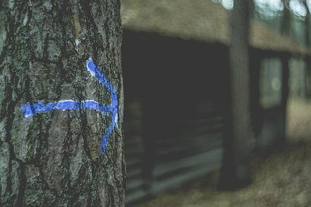 blue arrow sign on tree trunk thumbnail